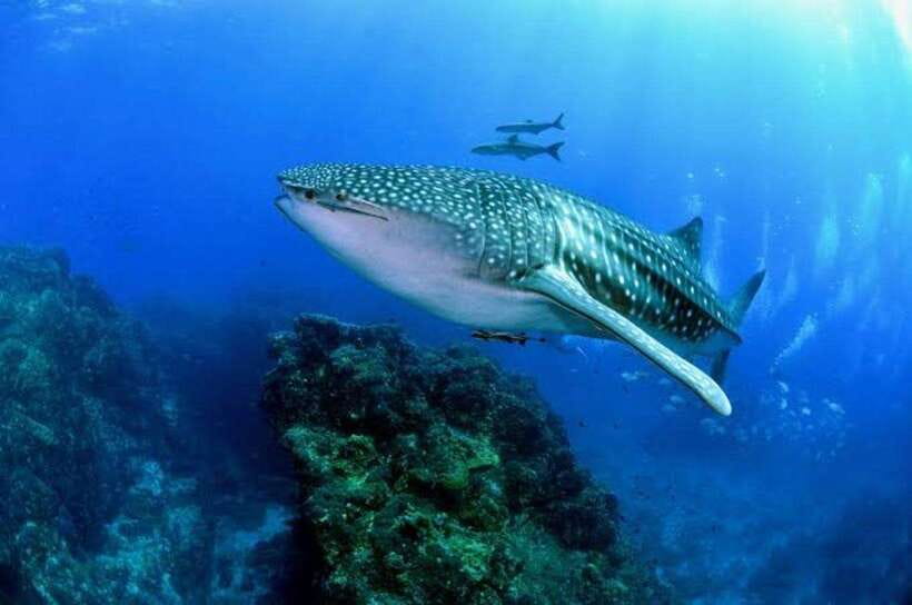 Cebu: Oslob Whaleshark Scuba Diving & Sumilon Sanctuary - Oslob whale shark viewing, then your first tank session