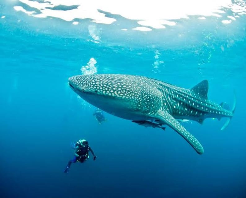 Cebu: Oslob Whaleshark Scuba Diving & Sumilon Sanctuary - Underwater photos that actually come out: what to bring and how to plan