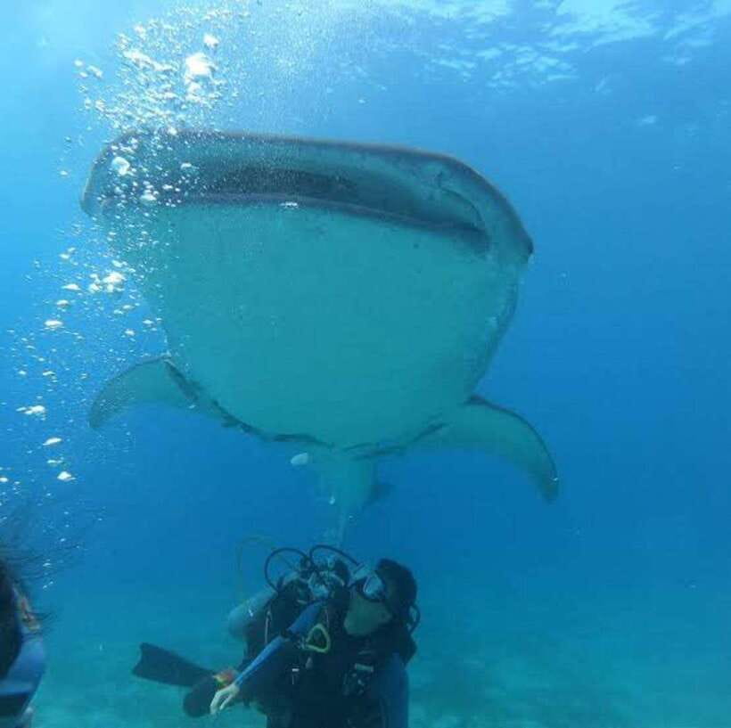 Cebu: Oslob Whaleshark Scuba Diving & Sumilon Sanctuary - Who should book, and who should skip this day on the water