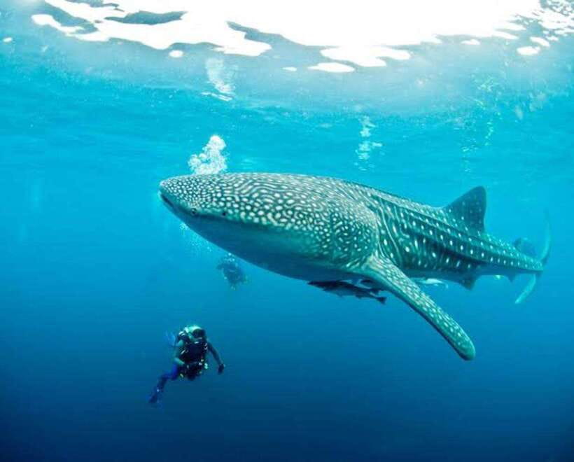 Cebu: Oslob Whaleshark Scuba Diving & Sumilon Sanctuary - Practical pacing: what the 8 hours will feel like
