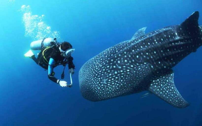 Cebu: Oslob Whaleshark Scuba Diving & Sumilon Sanctuary - Getting to the coast: pickup, breakfast stop, and the boat segment