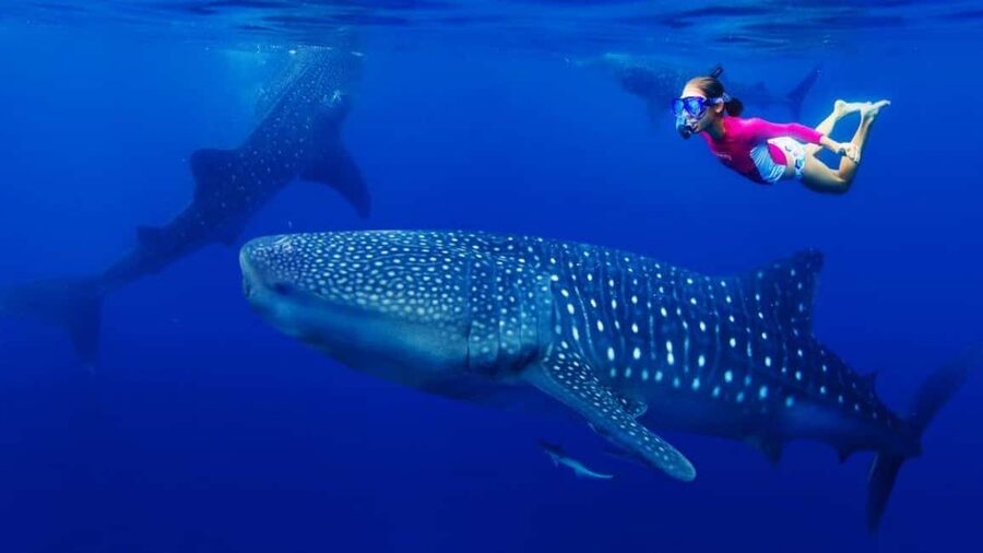 Cebu Oslob Whaleshark, Tumalog Falls&Sumilon Island(Private) - Key highlights worth your attention