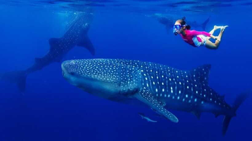 Cebu Oslob Whaleshark, Tumalog Falls&Sumilon Island(Private) - Small tips that make the day smoother