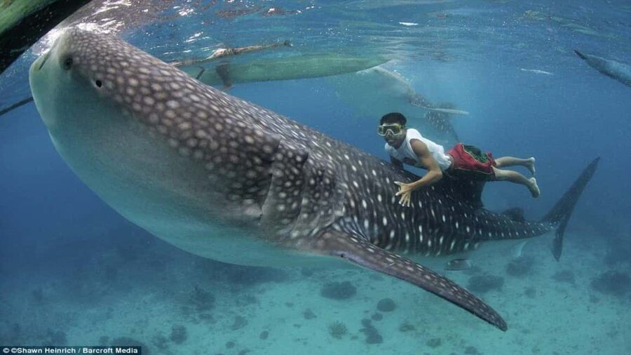 Cebu Oslob Whaleshark, Tumalog Falls&Sumilon Island(Private) - How the long Cebu drive shapes your day