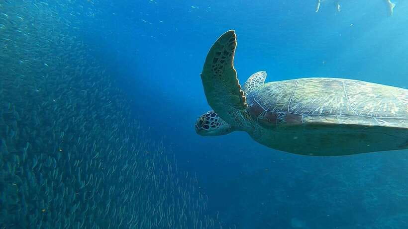 Cebu: Osmeña Peak hike and Sardines Run Snorkel adventure - Photographer assistance and capturing the day without stress