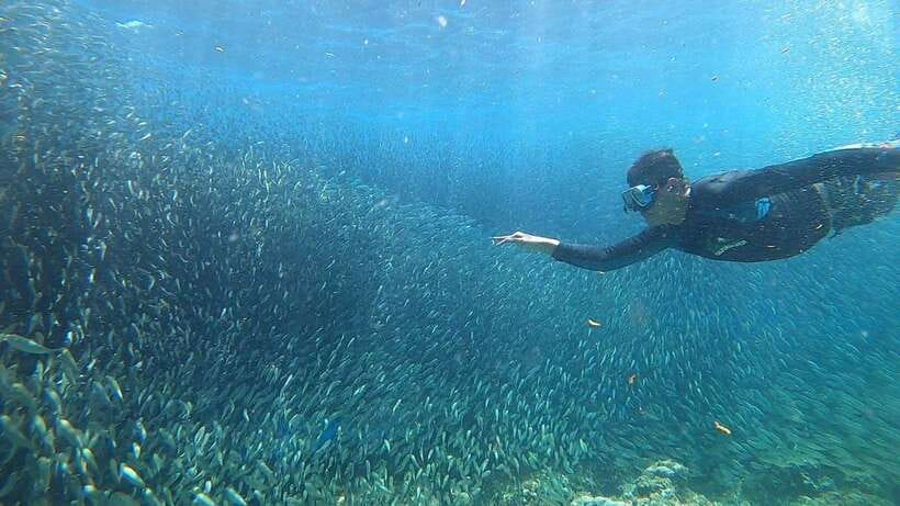 Cebu: Osmeña Peak hike and Sardines Run Snorkel adventure - Transportation, pickup flow, and the motion sickness reality