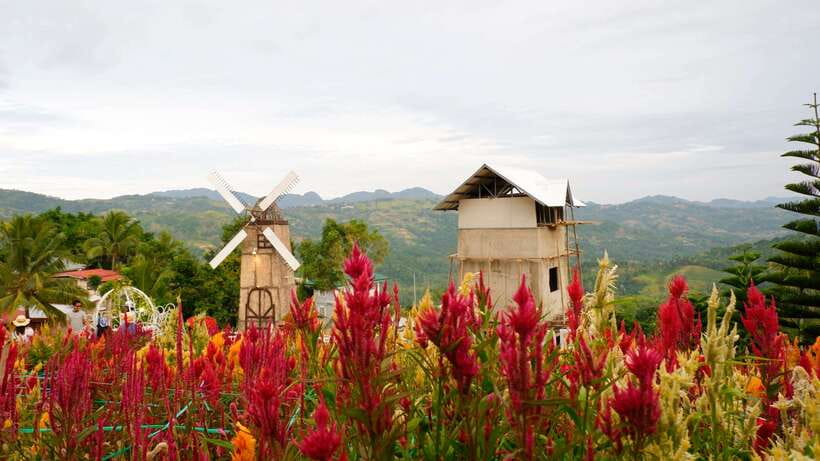 Cebu: Private Panoramic Tour with Dinner - Busay mango country and the Sirao Flower Garden colors