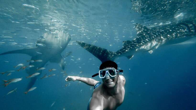 Cebu: Private Sumilon Island & Optional Whale Shark Swim - How This Private Sumilon Day Works From Cebu