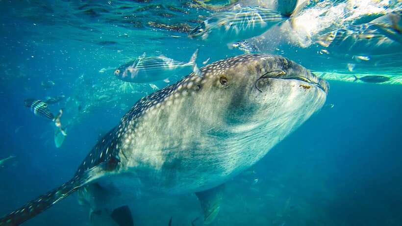 Cebu: Private Sumilon Island & Optional Whale Shark Swim - Resort Upgrade on Sumilon Island, What the Extra Money Buys
