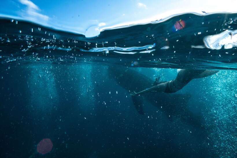 Cebu: Private Sumilon Island & Optional Whale Shark Swim - Price and Logistics, Is $109 Per Person Worth It