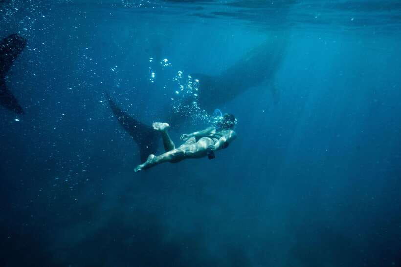 Cebu: Private Sumilon Island & Optional Whale Shark Swim - Who This Tour Suits Best