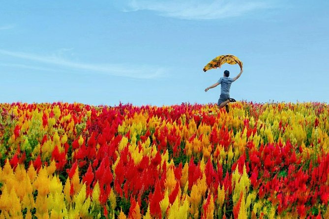 Cebu: Private Twin City Tour +Temple of Leah + Sirao Flower Farm - Sirao Flower Garden, the Little Netherlands Moment