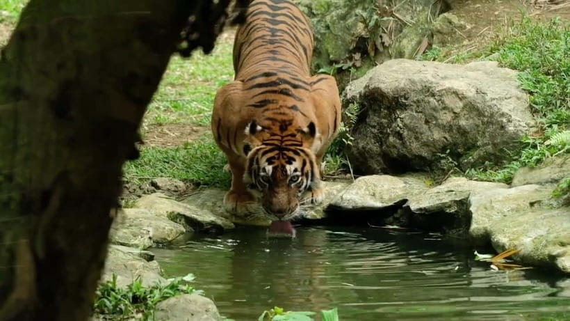 Cebu Safari & Adventure Park: Wildlife Tour with Transfers - Key Highlights You Should Know