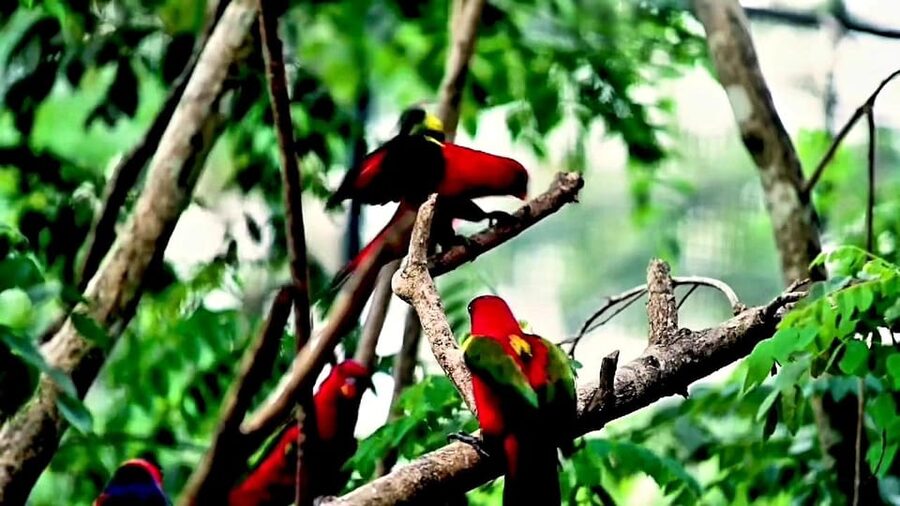 Cebu Safari & Adventure Park: Wildlife Tour with Transfers - Booking Notes: Timing, Skip-Line Entry, and Smooth Entry
