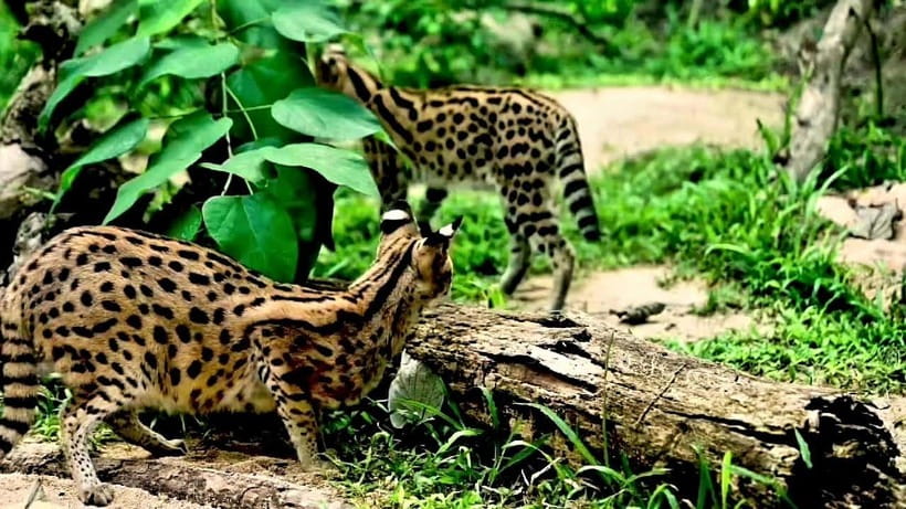 Cebu Safari & Adventure Park: Wildlife Tour with Transfers - Cebu Safari in Carmen: What You Get in One Day