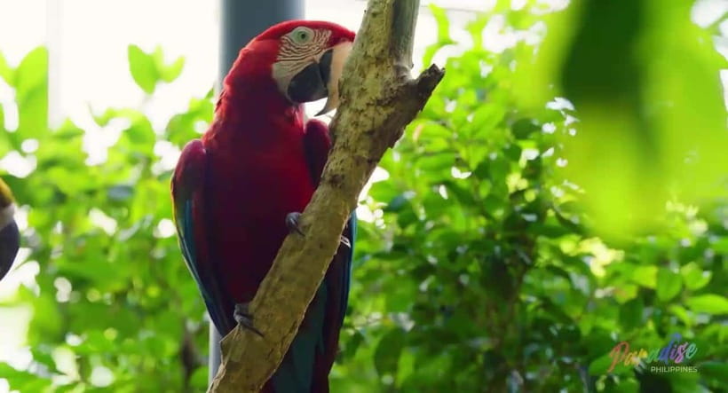 Cebu Safari & Adventure Park: Wildlife Tour with Transfers - Safari Time: Open Zones, Lions, Giraffes, and Lots of Hills