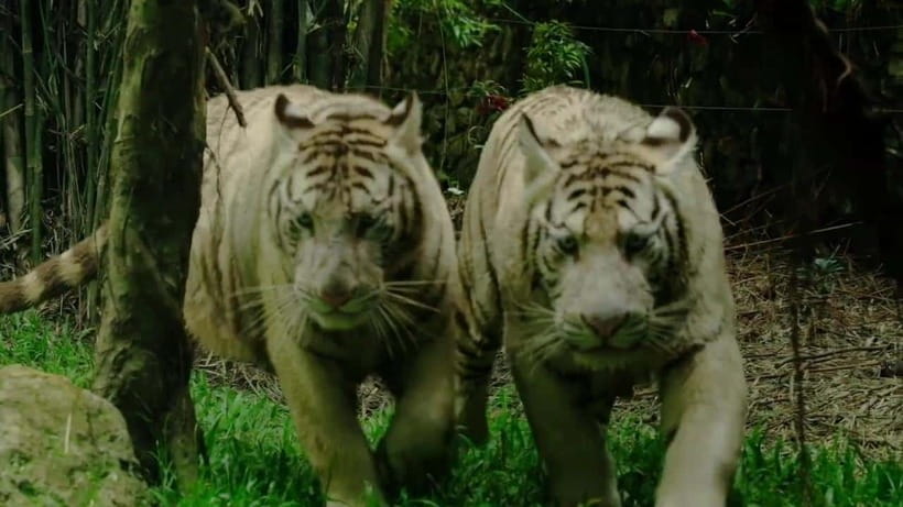 Cebu Safari & Adventure Park: Wildlife Tour with Transfers - Close Encounters and Animal Shows: What Is Likely Included