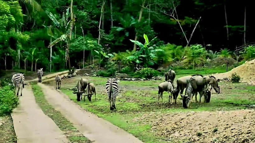 Cebu Safari & Adventure Park: Wildlife Tour with Transfers - Lunch, Gardens, and the Calmer Pace After the Safari