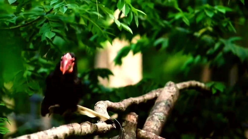 Cebu Safari & Adventure Park: Wildlife Tour with Transfers - The Conservation Lessons You Can Actually Use