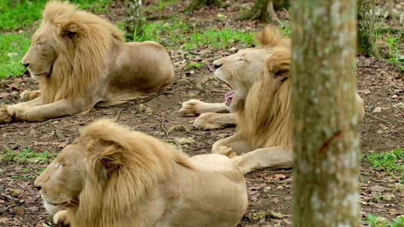 Cebu Safari & Adventure Park: Wildlife Tour with Transfers - Comfort Tips and Who Should Rethink This Trip