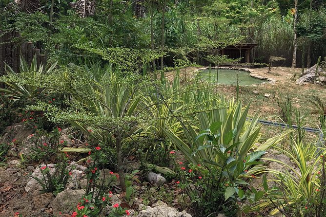 Cebu Safari and Adventure Park - Bird show timing, and how to build your day around it