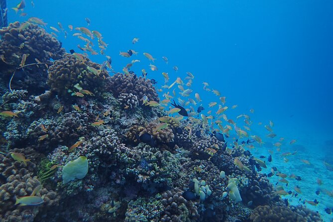 Cebu: Scuba Diving Experience beach entry in Mactan - Meeting at Kontiki Marina, Pajac-Maribago Road, Lapu-Lapu