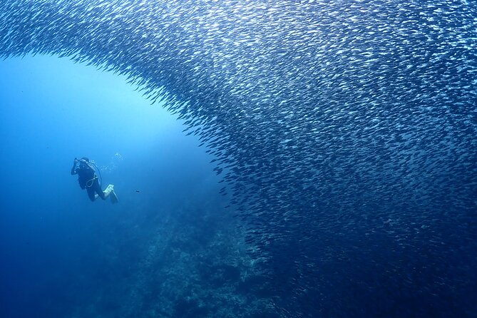 Cebu: Scuba Diving Experience beach entry in Mactan - The 1m Shallow Water Practice That Builds Confidence