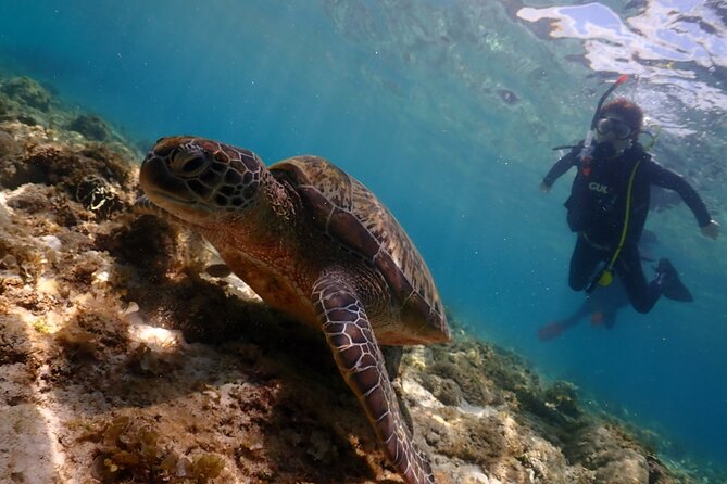 Cebu: Scuba Diving Experience beach entry in Mactan - Beach Entry From the Shop, So You Spend Less Time Waiting