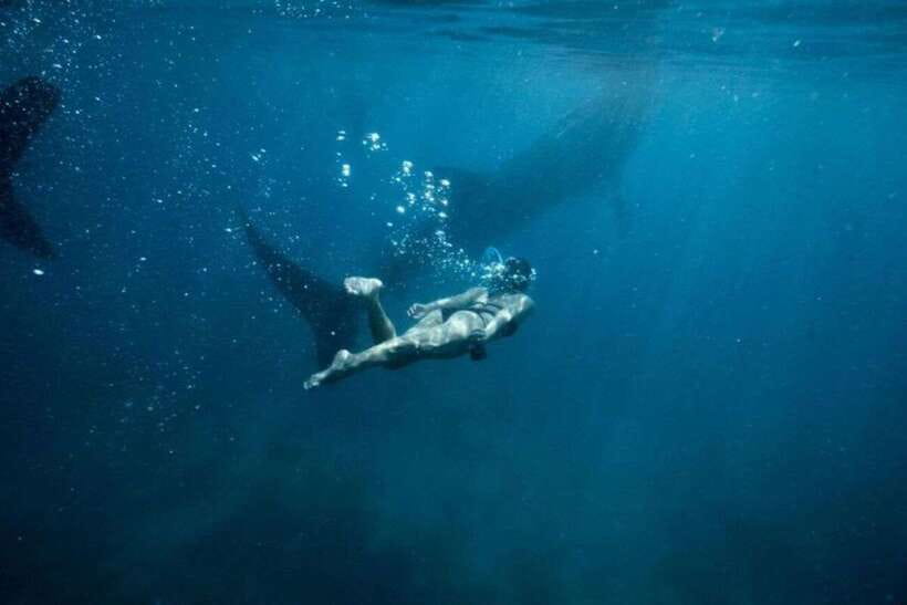 Cebu: Sumilon Sand Bar, Whale Sharks & Sardines Snorkeling - Key things I’d plan around before you go