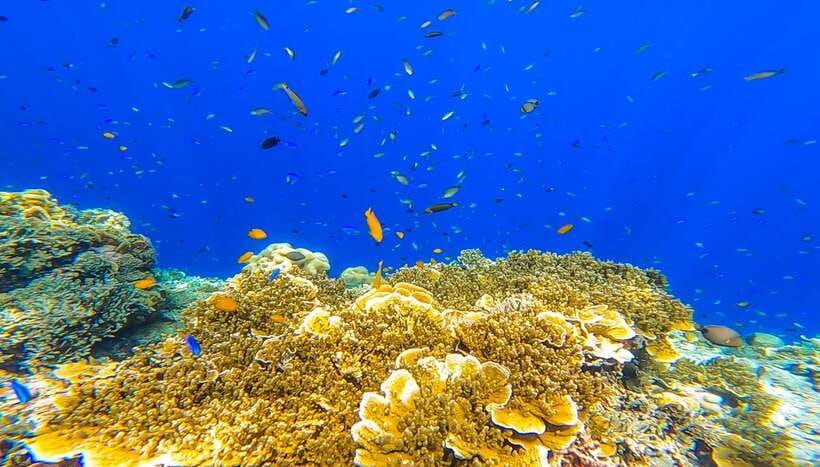 Cebu: Sumilon Sand Bar, Whale Sharks & Sardines Snorkeling - A 14-hour Cebu day plan built around three marine hotspots