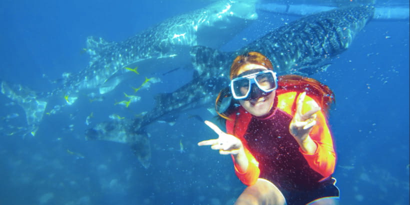 Cebu: Sumilon Sand Bar, Whale Sharks & Sardines Snorkeling - Moalboal Sardine Run: the spectacle you came for