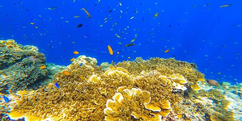 Cebu: Sumilon Sand Bar, Whale Sharks & Sardines Snorkeling - What to bring: swimwear, a towel, dry clothes, and fins planning