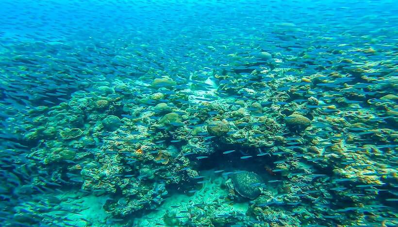 Cebu: Sumilon Sand Bar, Whale Sharks & Sardines Snorkeling - Who this tour fits best, and who should skip it