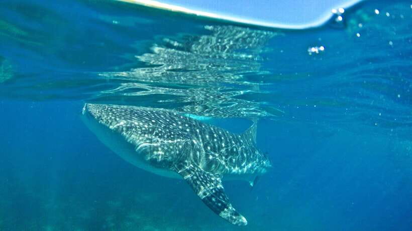 Cebu: Whale Shark Encounter and Kawasan Canyoneering - Whale sharks first, because the day is already packed
