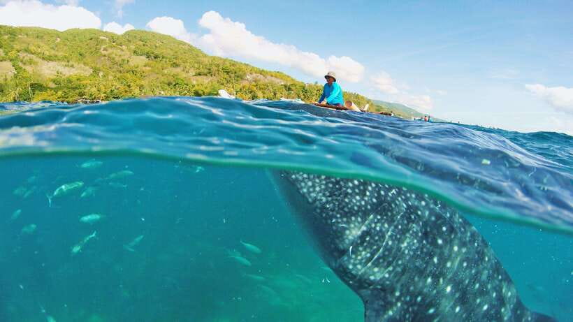 Cebu: Whale Shark Encounter and Kawasan Canyoneering - How the whale shark snorkeling is set up