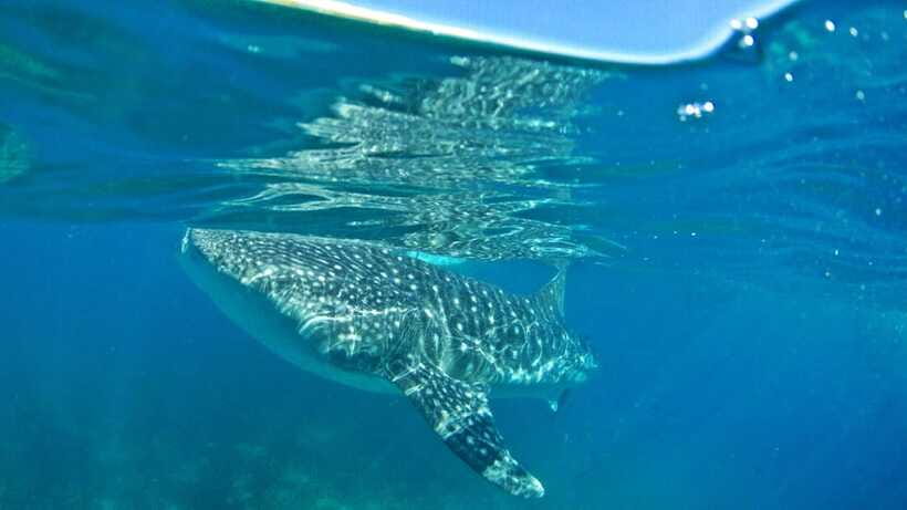 Cebu: Whale Shark Encounter and Kawasan Canyoneering - Canlaob River canyoneering: where the adrenaline lives