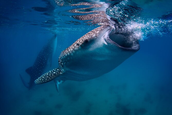 Cebu Whale Shark Encounter, Moalboal Sardines & Tumalog Falls - Key highlights worth planning for