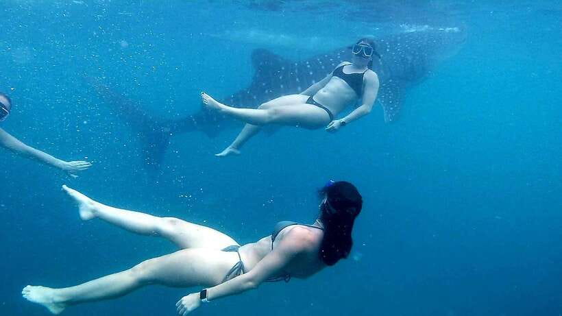Cebu: Whale Shark, Inambakan Falls & Moalboal Sardine Tour - A One-Day Route That Packs Oslob, Inambakan Falls, and Moalboal