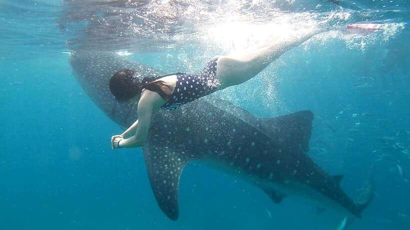 Cebu: Whale Shark, Inambakan Falls & Moalboal Sardine Tour - Transportation, Waiting, and How the Day Can Feel Longer Than 1 Day