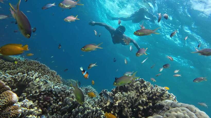 Cebu: Whale Shark, Inambakan Falls & Moalboal Sardine Tour - What’s Included vs. What You Pay For Yourself