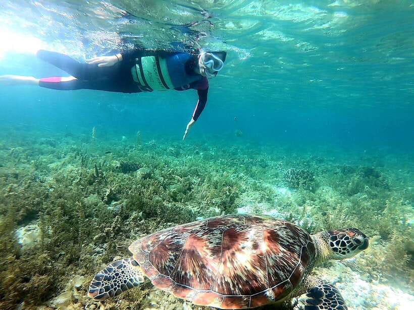 Cebu: Whale Shark, Inambakan Falls & Moalboal Sardine Tour - Price and Value: Is $123 per Person Fair for This Cebu Day?