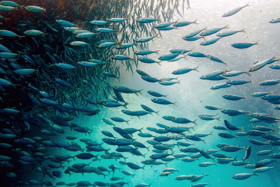 Cebu: Whale Shark, Monkey Sanctuary, & Moalboal Snorkel Tour - Key things I’d plan around