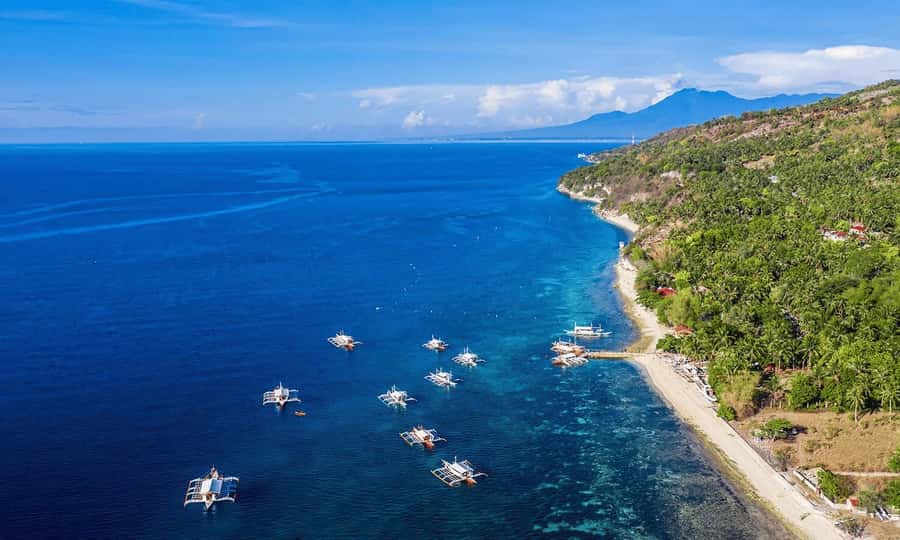 Cebu: Whale Shark, Monkey Sanctuary, & Moalboal Snorkel Tour - Who should book this Cebu wildlife day trip, and who should skip it