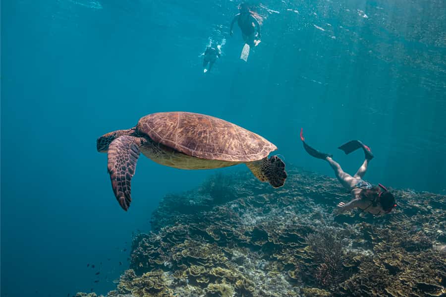 Cebu: Whale Shark, Monkey Sanctuary, & Moalboal Snorkel Tour - Oslob Monkey Sanctuary: banana-fueled fun with real animal behavior