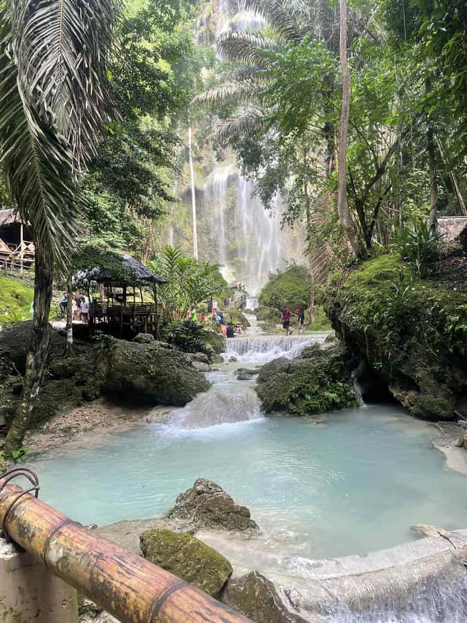 Cebu: Whale Shark, Monkey Sanctuary, & Moalboal Snorkel Tour - Food and local bites: fresh coconut, optional lunch, and quick tastings