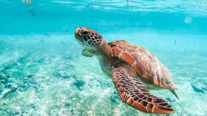 Cebu: Whale Shark, Monkey Sanctuary, & Moalboal Turtles Tour - The big idea: three Cebu icons in one day