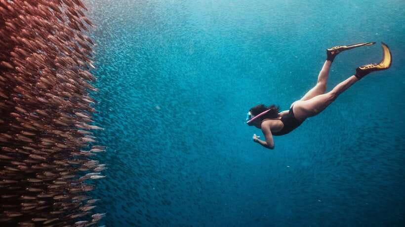 Cebu: Whale Shark, Monkey Sanctuary, & Moalboal Turtles Tour - Comfort and supplies: your survival kit for this Cebu long day