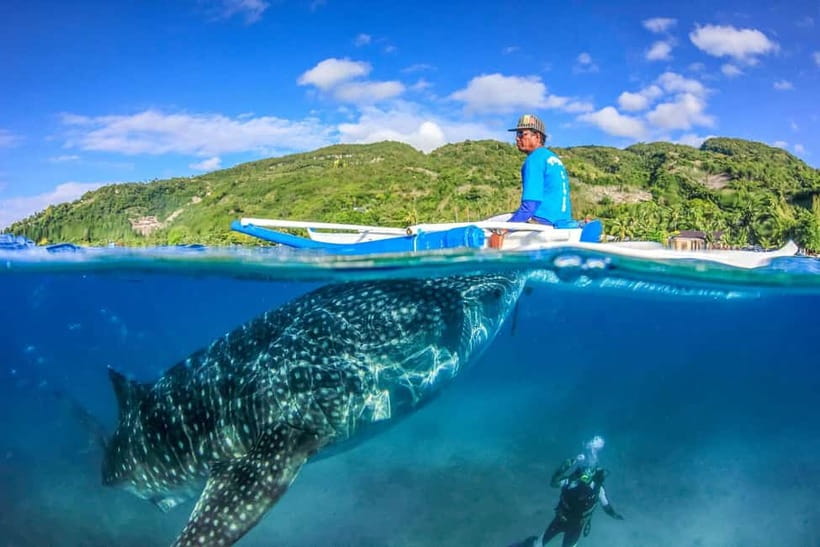 Cebu: Whale Shark, Monkey Sanctuary, & Moalboal Turtles Tour - Timing and the long Cebu road trip (yes, it matters)