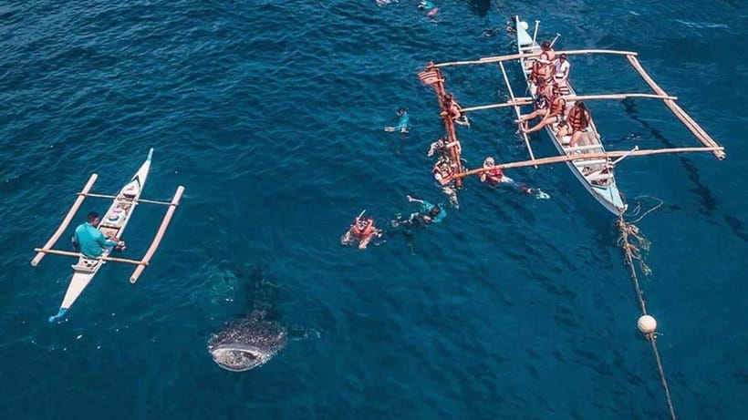 Cebu: Whale Shark, Monkey Sanctuary & Turtle Snorkeling Tour - Price and value: is $123 per person worth it?