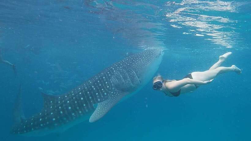 Cebu: Whale Shark, Monkey Sanctuary & Turtle Snorkeling Tour - Why this Cebu tour fits first-time visitors and nature lovers